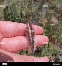 Image result for Dichanthium sericeum