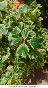 Image result for Ficus natalensis