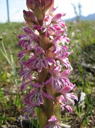 Image result for Satyrium