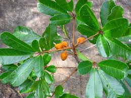 Image result for Vitex thyrsiflora