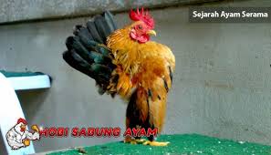 Sejarah Ayam Serama Sabung Ayam Online Ayam