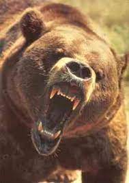 Tribulation Signs Animals That Attack People Scary Animals Animal Attack Dangerous Animals