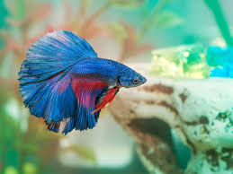 How Often To Change Betta Fish Water Ultimatebettas