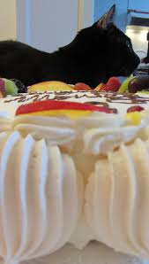 But during a potentially stressful situation like during. File 12 Italy Cake With Cat Fruit Meringue Whipped Cream 2 Jpg Wikipedia