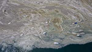 'sea snot' outbreak off turkish coast poses. Fuu1skvibz8e0m