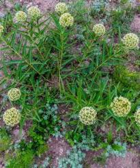 Antelope Horn Milkweed Seeds Asclepias Asperula For Butterfly Gardens In 2020 Asclepias Milkweed Seeds Milkweed