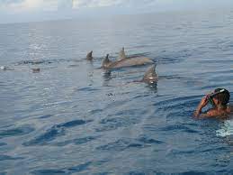 Bagno Con I Delfini Picture Of Paje By Night Hotel Zanzibar Island Tripadvisor