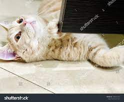3 Nicky Kitty Images, Stock Photos, 3D objects, & Vectors | Shutterstock
