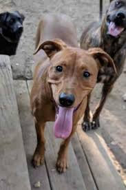 Knowing the lineage of all of the breeds in the labrador retriever mix is very helpful when determining any health concerns. Adopted Moose Viszla Lab Mix Puppy In Nashville Tn