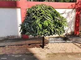 Image result for Monoon longifolium