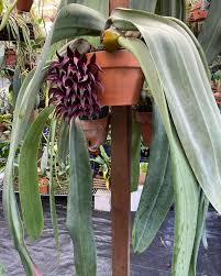 Image result for Bulbophyllum josephi