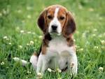 Top 20 Longest Living Dog Breeds | Canna-Pet®