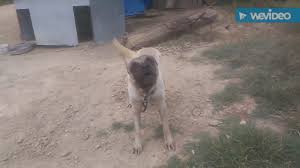 Kangal Kopegi Havlamasi Kopek Urmesi Vahsi Hircin Kopek Havlamasi Kopek Sesleri Videolari Izlesene Com