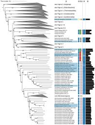 Frontiers Genome Based Taxonomic Classification Of The