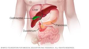 Included in the description of the. Slide Show See How Your Digestive System Works Mayo Clinic