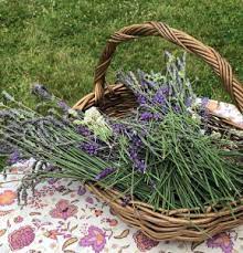 Come browse in a fun and. Lavender Fields To Visit Near Jersey City