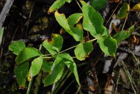 Image result for Steganotaenia