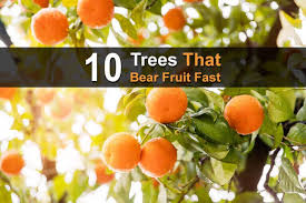 By planting both navel and valencia trees, it is possible to have fresh oranges for most of the year. 10 Trees That Bear Fruit Fast Homestead Survival Site