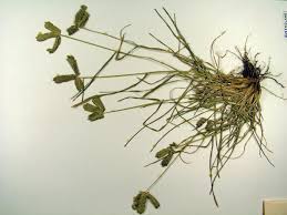 Image result for Tristachya