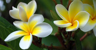 Did You Know Famous Champa Plant Yes Its Plumeria Plant Talk Nurserylive Wikipedia Free for commercial use no attribution required high quality images.
