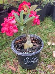 Image result for Adenium