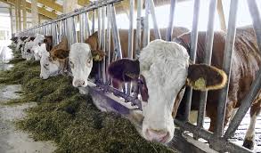 Image of a cow shed. In Cowshed 4 0 Robots Take On The Job Of Milking And Feeding Festo Corporate