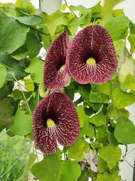 Image result for Aristolochia littoralis