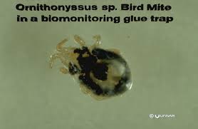 One of the most prevalent types of mites you may find crawling in your bed, is the bird mite. Bird Mite Gafford Pest Control Services Inc