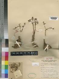 Image result for Euphorbia eranthes