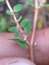 Image result for Euphorbia serratifolia