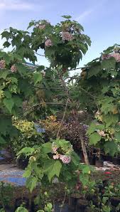Image result for Dombeya burgessiae