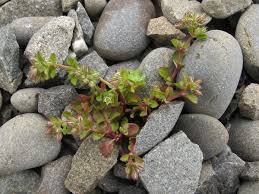 Image result for Polycarpon