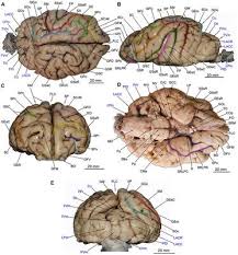 The cerebrum, the largest part of the human brain, is associated with higher order functioning, including the control of voluntary behavior. Frontiers The Brain Anatomy Of The Brown Bear Carnivora Ursus Arctos L 1758 Compared To That Of Other Carnivorans A Cross Sectional Study Using Mri Frontiers In Neuroanatomy