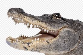 Crocodile Png Crocodile Png Images Free Download Gator Png Alligator 1500 998 Png Download Free Transparent Background Crocod In 2020 Gator Image Crocodile Image