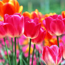 In our store you will find great variety of flowers and styles for your different occasions. Bloom Flowers And Gifts Home Facebook