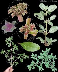 Image result for Zaleya