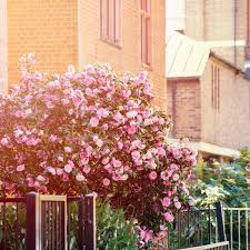 Apple trees are deciduous in nature, and in general thrive best in areas with mild winters and sunny weather for much of the year. The Best Garden Trees To Add Thousands To Your Property Value