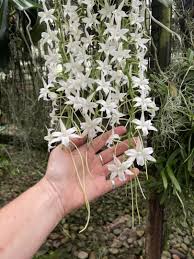 Image result for Aerangis collum-cygni