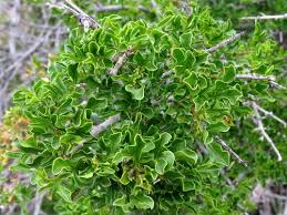 Image result for Searsia rogersii
