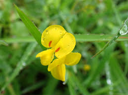 Image result for Smithia