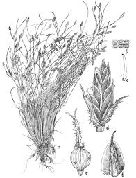 Image result for Fimbristylis scabrida