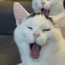 Profile for Albert Jay Shaffer