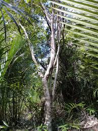 Image result for Triplochiton zambesiacus