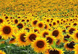 Warna dari tanaman ini sangat khas, bagian yang indah dapat dilihat dari kelopak bunga berwarna. Paling Bagus 24 Bunga Matahari Berasal Dari Gambar Bunga Indah