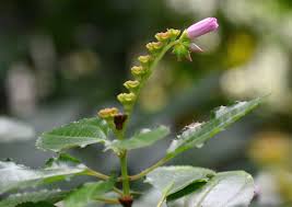 Image result for Calvoa orientalis