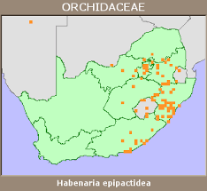 Image result for Habenaria epipactidea