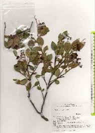 Image result for Vaccinium stanleyi