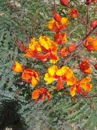 Red Bird Of Paradise Arizona Red Bird Of Paradise Birds Of Paradise Red Birds Front Yard