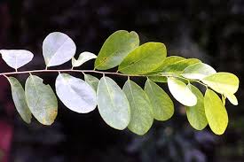Image result for Cleistanthus schlechteri