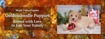Menu & reservations make reservations. About Maple Valley Puppies Maple Valley Puppies
